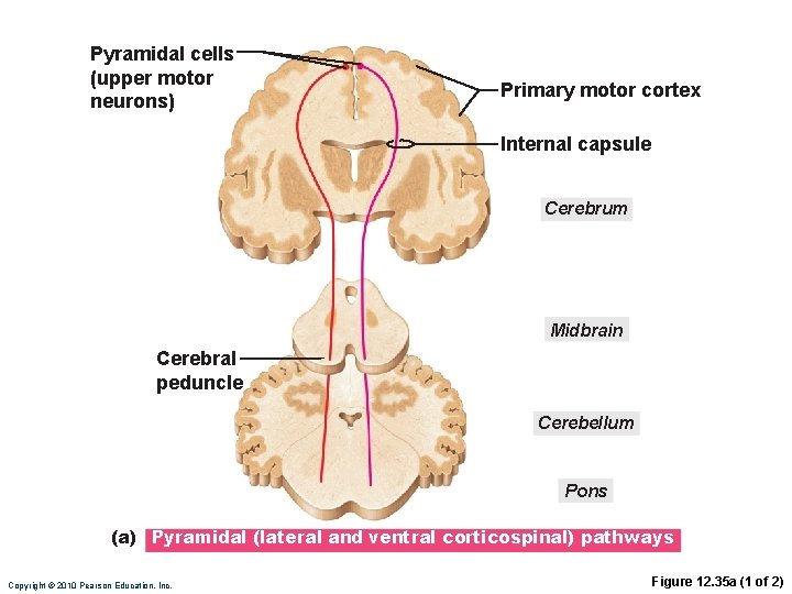 Pyramidal cells (upper motor neurons) Primary motor cortex Internal capsule Cerebrum Midbrain Cerebral peduncle