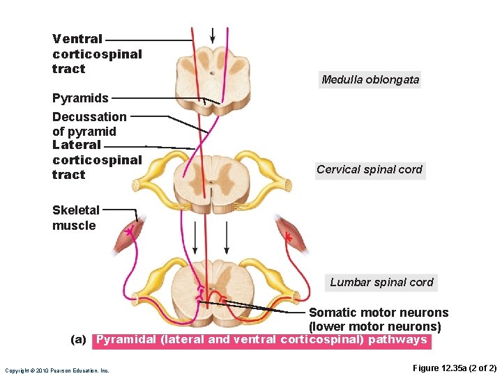 Ventral corticospinal tract Pyramids Decussation of pyramid Lateral corticospinal tract Medulla oblongata Cervical spinal