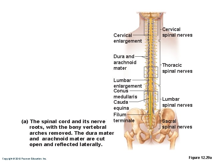 Cervical enlargement Dura and arachnoid mater Lumbar enlargement Conus medullaris Cauda equina Filum terminale