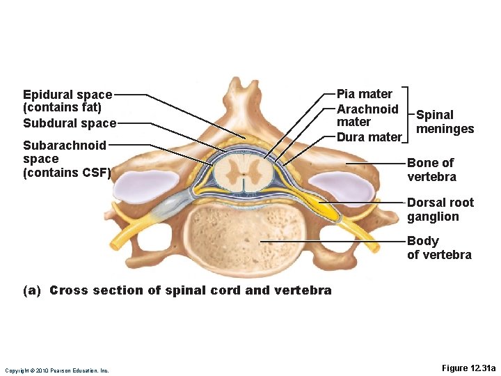 Epidural space (contains fat) Subdural space Subarachnoid space (contains CSF) Pia mater Arachnoid mater
