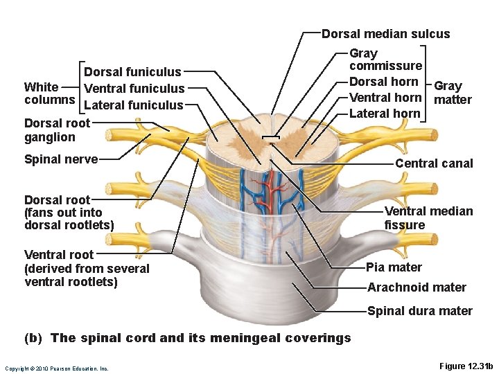 Dorsal median sulcus Dorsal funiculus White Ventral funiculus columns Lateral funiculus Dorsal root ganglion