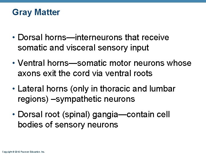 Gray Matter • Dorsal horns—interneurons that receive somatic and visceral sensory input • Ventral