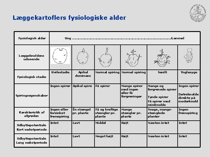 Læggekartoflers fysiologiske alder Fysiologisk alder Ung ……………………. Gammel Læggeknoldens udseende Hvilestadie Fysiologisk stadie Apikal