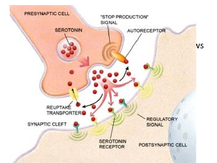 Synapse • Draw a diagram showing how serotonin allows an impulse to pass across