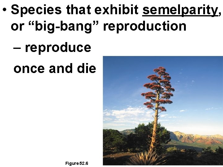  • Species that exhibit semelparity, or “big-bang” reproduction – reproduce once and die