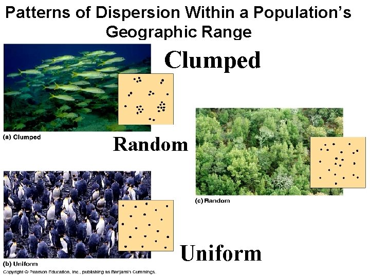 Patterns of Dispersion Within a Population’s Geographic Range Clumped Random Uniform 