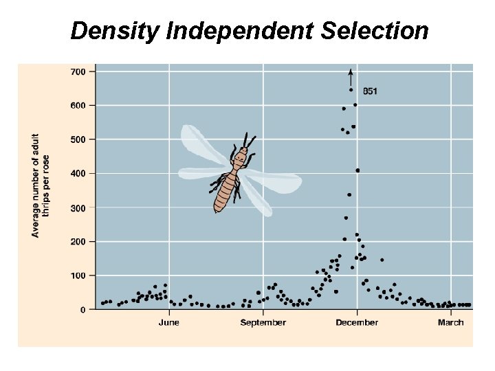 Density Independent Selection 