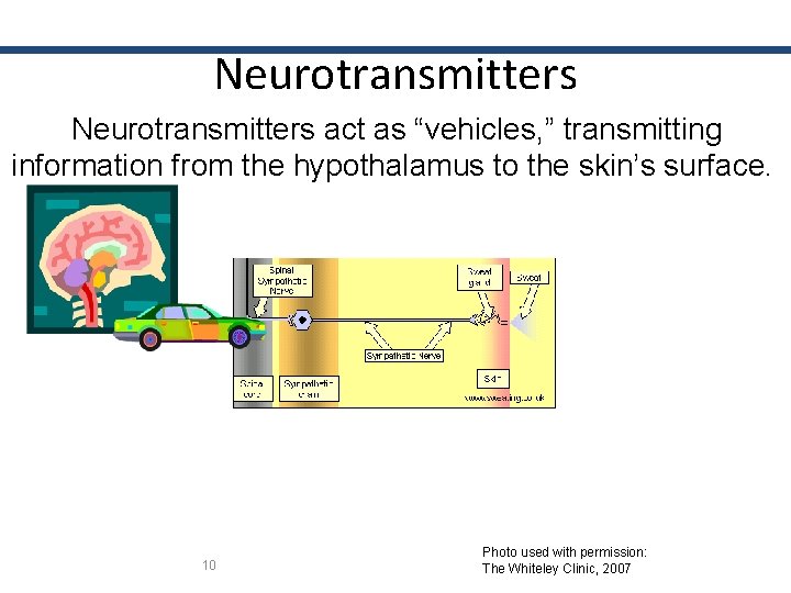 Neurotransmitters act as “vehicles, ” transmitting information from the hypothalamus to the skin’s surface.