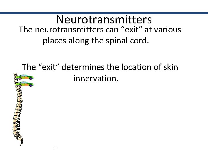 Neurotransmitters The neurotransmitters can “exit” at various places along the spinal cord. The “exit”