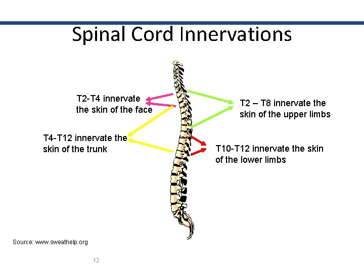 Spinal Cord Innervations T 2 -T 4 innervate the skin of the face T