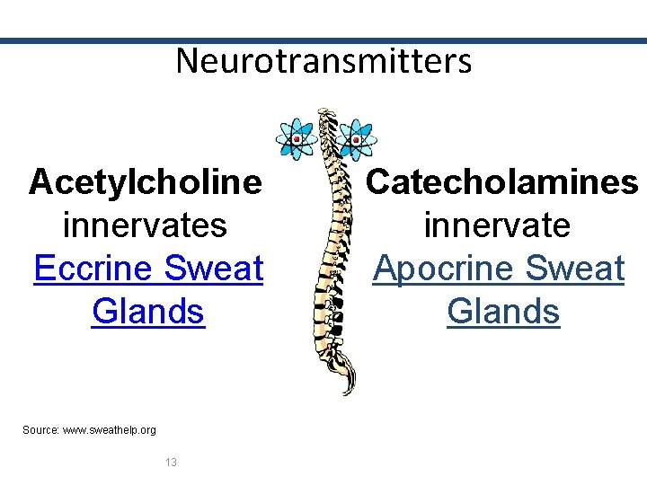 Neurotransmitters Acetylcholine innervates Eccrine Sweat Glands Source: www. sweathelp. org 13 Catecholamines innervate Apocrine