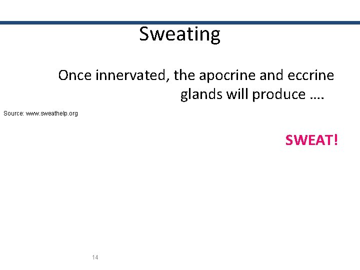 Sweating Once innervated, the apocrine and eccrine glands will produce …. Source: www. sweathelp.