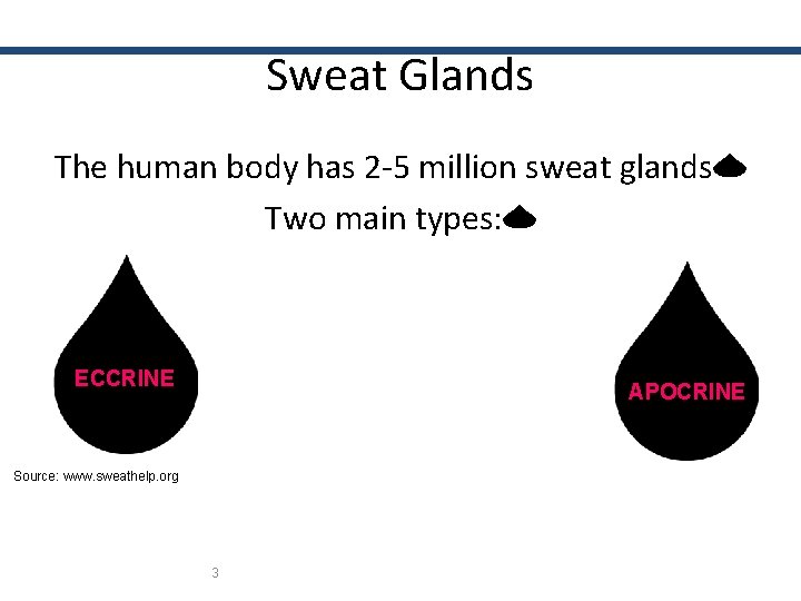 Sweat Glands The human body has 2 -5 million sweat glands Two main types: