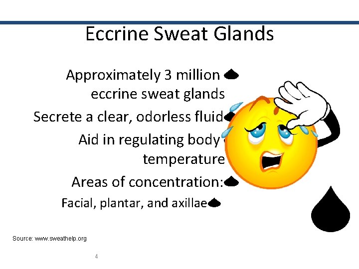 Eccrine Sweat Glands Approximately 3 million eccrine sweat glands Secrete a clear, odorless fluid