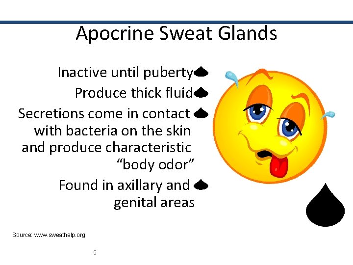 Apocrine Sweat Glands Inactive until puberty Produce thick fluid Secretions come in contact with