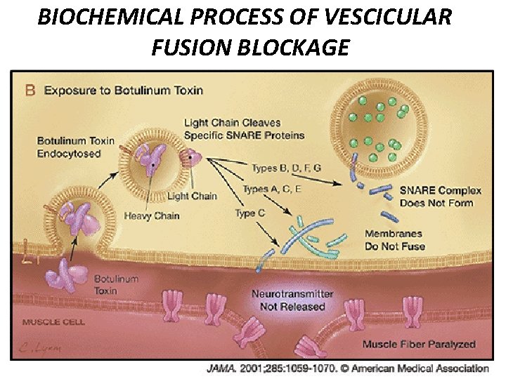 BIOCHEMICAL PROCESS OF VESCICULAR FUSION BLOCKAGE 53 