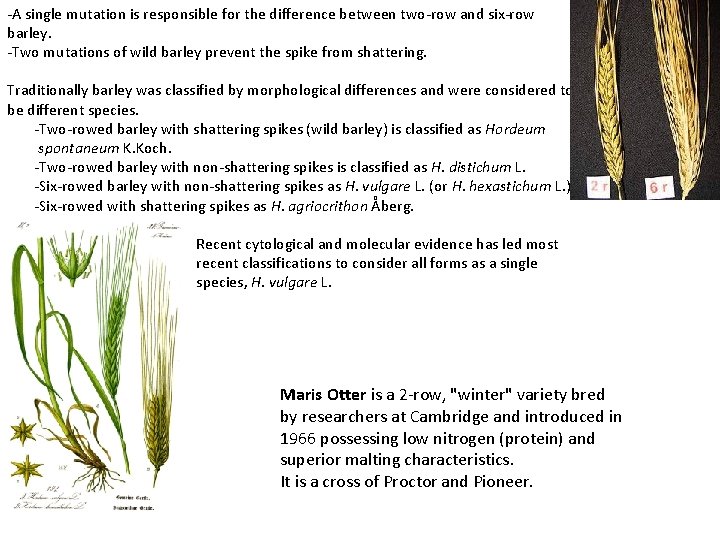 -A single mutation is responsible for the difference between two-row and six-row barley. -Two