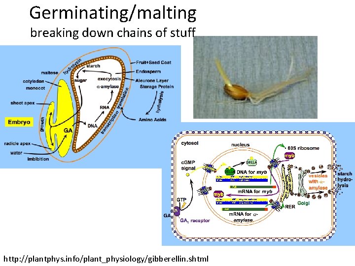 Germinating/malting breaking down chains of stuff http: //plantphys. info/plant_physiology/gibberellin. shtml 