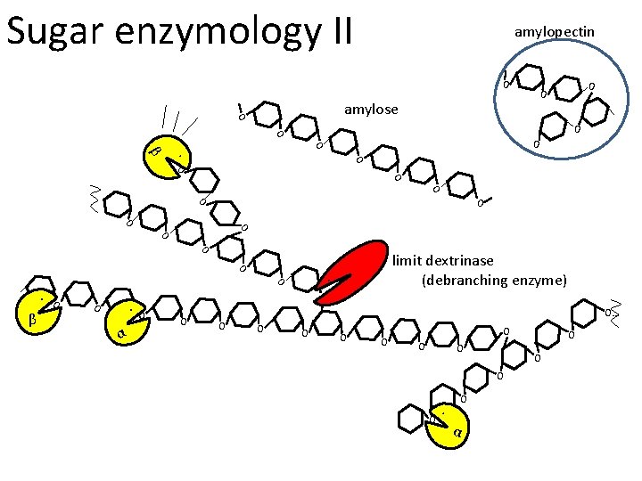 Sugar enzymology II amylopectin O O amylose O O β . O O O