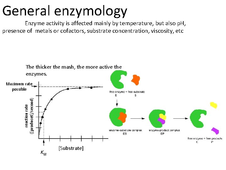 General enzymology Enzyme activity is affected mainly by temperature, but also p. H, presence