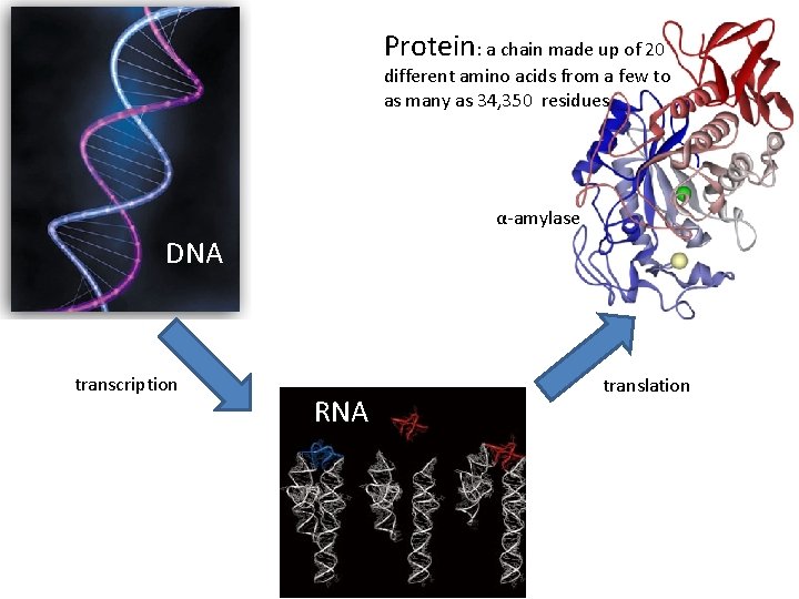 Protein: a chain made up of 20 different amino acids from a few to