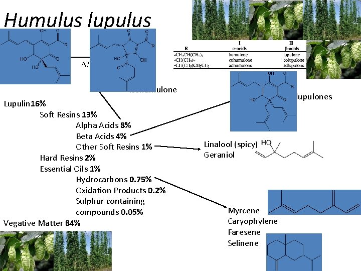 Humulus lupulus ΔT humulone isohumulone Lupulin 16% Soft Resins 13% Alpha Acids 8% Beta