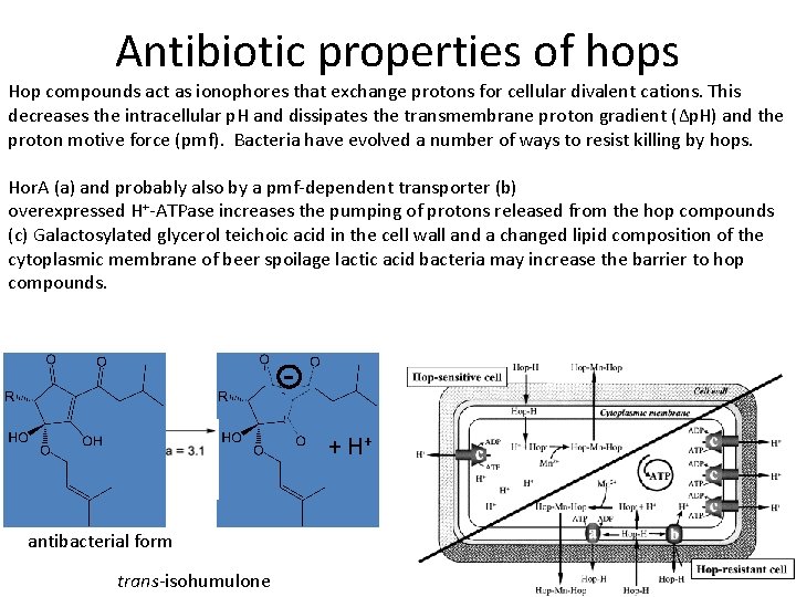 Antibiotic properties of hops Hop compounds act as ionophores that exchange protons for cellular