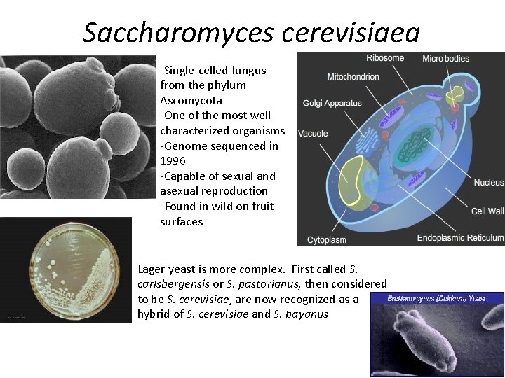 Saccharomyces cerevisiaea -Single-celled fungus from the phylum Ascomycota -One of the most well characterized