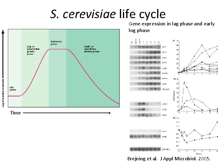 S. cerevisiae life cycle Gene expression in lag phase and early log phase Time