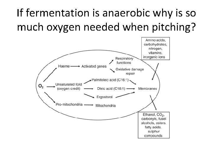 If fermentation is anaerobic why is so much oxygen needed when pitching? 