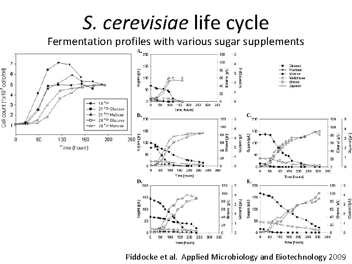 S. cerevisiae life cycle Fermentation profiles with various sugar supplements Piddocke et al. Applied