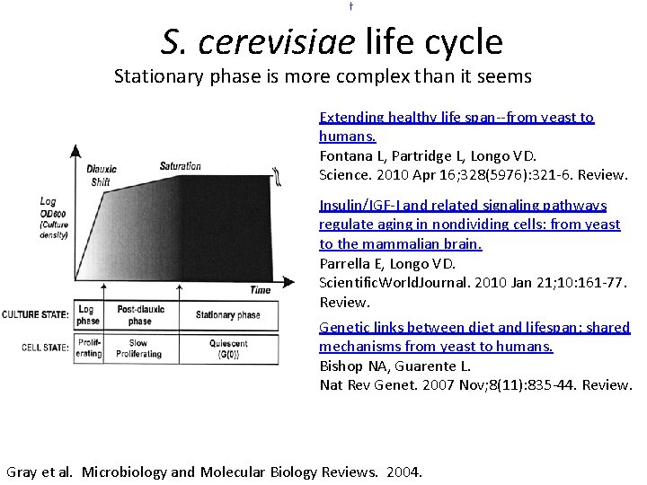 S. cerevisiae life cycle Stationary phase is more complex than it seems Extending healthy