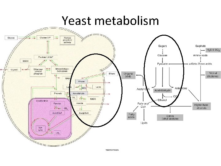 Yeast metabolism 