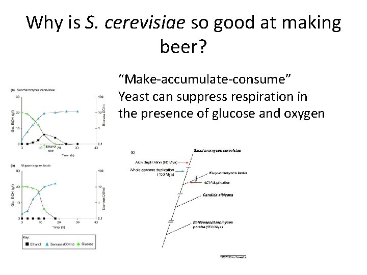 Why is S. cerevisiae so good at making beer? “Make-accumulate-consume” Yeast can suppress respiration
