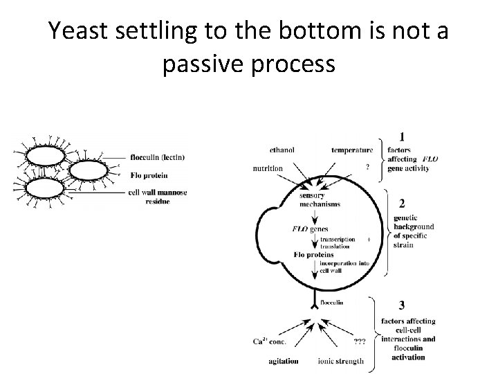 Yeast settling to the bottom is not a passive process 