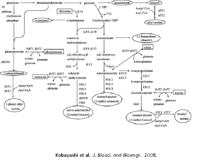 Kobayashi et al. J. Biosci. and Bioengr. 2008. 