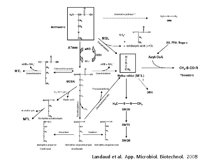 Landaud et al. App. Microbiol. Biotechnol. 2008 
