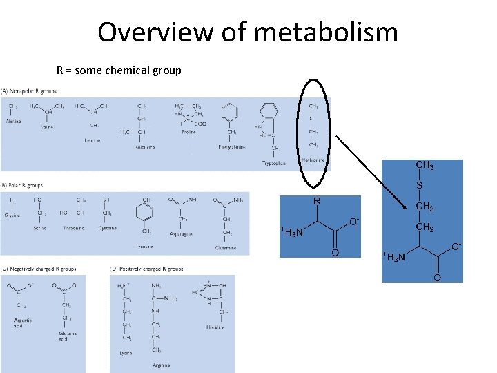 Overview of metabolism R = some chemical group 