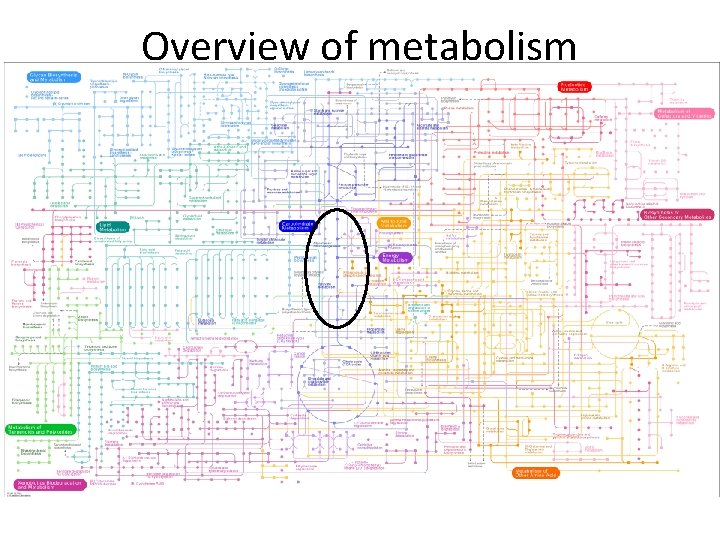 Overview of metabolism 