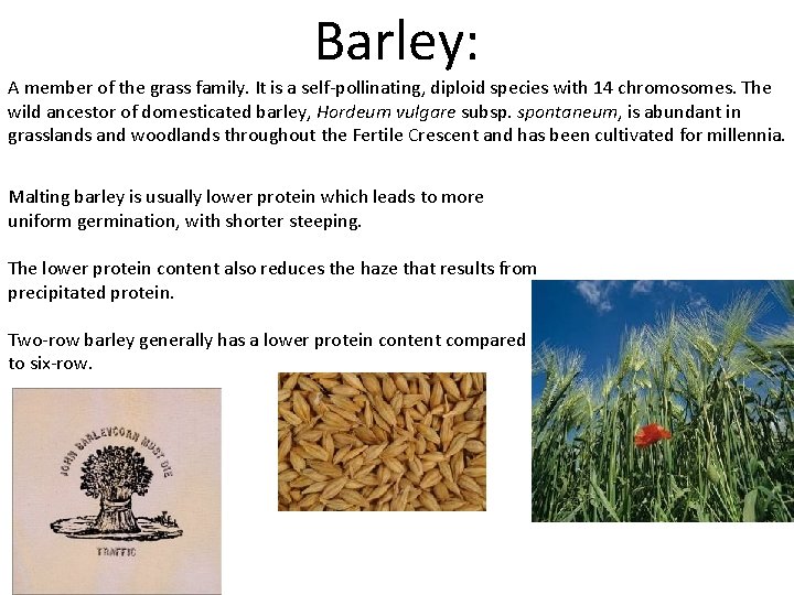 Barley: A member of the grass family. It is a self-pollinating, diploid species with