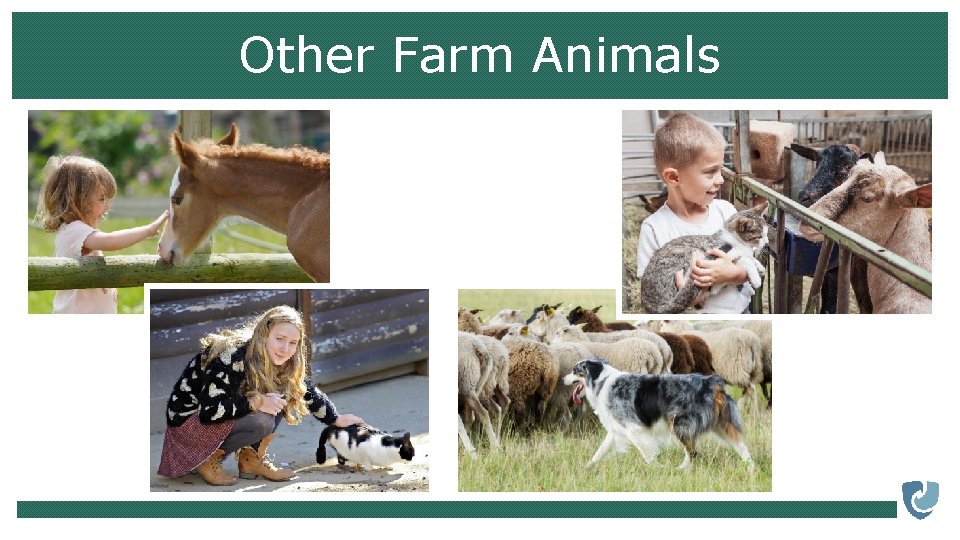 Other Farm Animals 