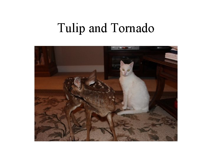 Tulip and Tornado 
