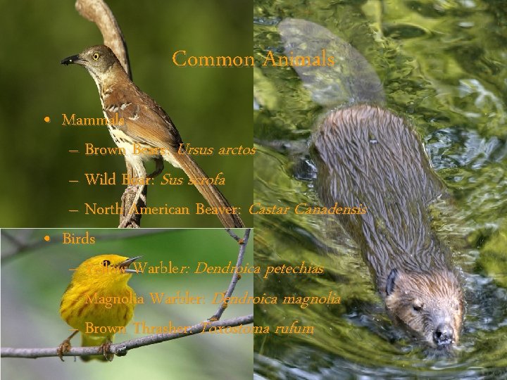 Common Animals • Mammals – Brown Bears: Ursus arctos – Wild Boar: Sus scrofa