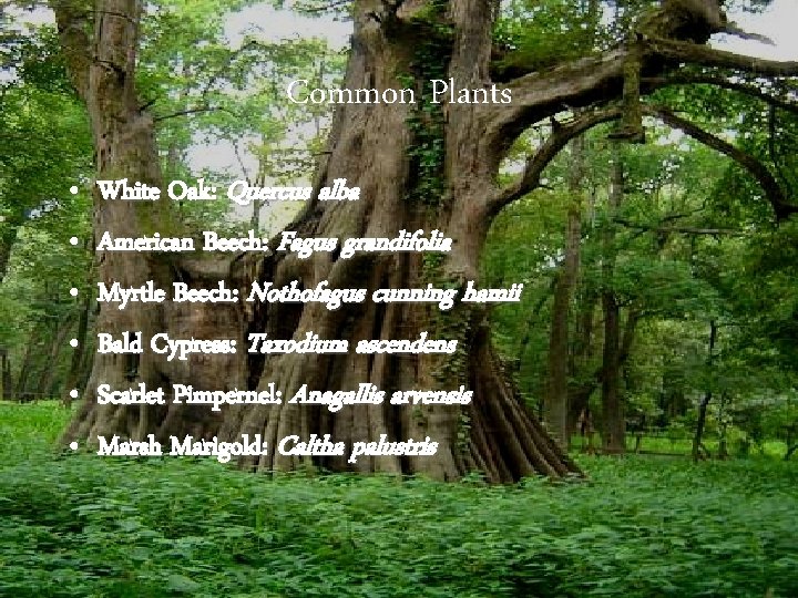 Common Plants • • • White Oak: Quercus alba American Beech: Fagus grandifolia Myrtle