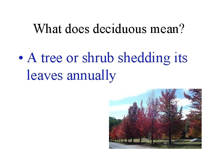 What does deciduous mean? • A tree or shrub shedding its leaves annually 