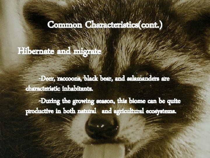 Common Characteristics(cont. ) Hibernate and migrate -Deer, raccoons, black bear, and salamanders are characteristic