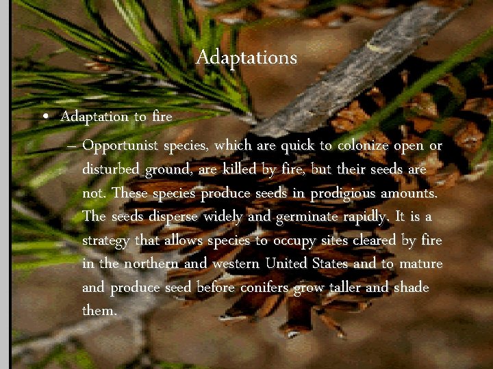 Adaptations • Adaptation to fire – Opportunist species, which are quick to colonize open