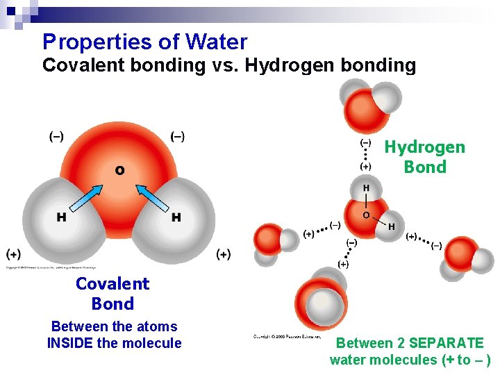 Properties of Water Covalent bonding vs. Hydrogen bonding Hydrogen Bond Covalent Bond Between the