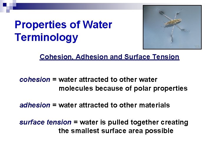 Properties of Water Terminology Cohesion, Adhesion and Surface Tension cohesion = water attracted to