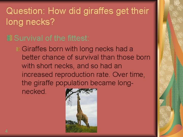 Question: How did giraffes get their long necks? Survival of the fittest: Giraffes born